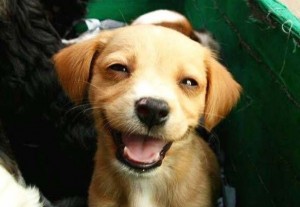 Happy-Animals-08
