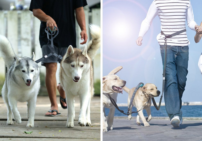 taotronics dog leash