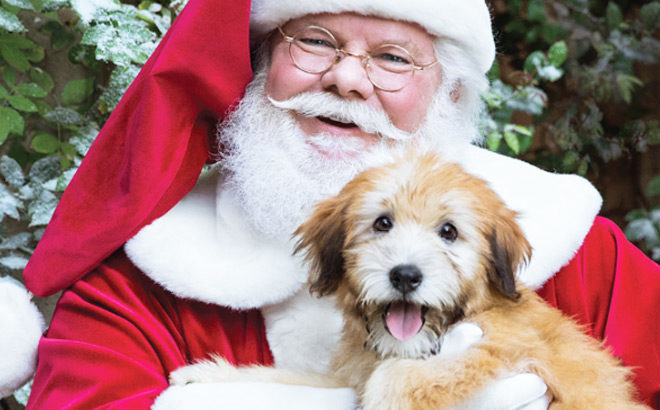 FREE Photo with Santa at PetSmart - TODAY December 22nd (12PM - 4PM)