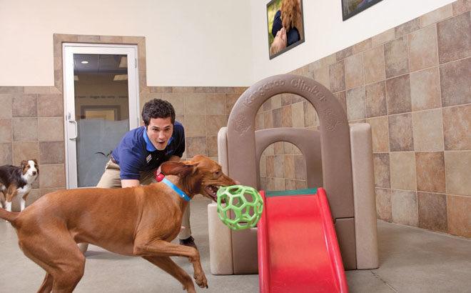 FREE Doggie Day Camp Play Time Event at PetSmart - October 19th (10AM - 4PM!)