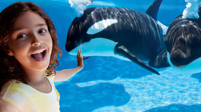 A Girl Enjoying The Show of Dolphins at SeaWorld Theme Park