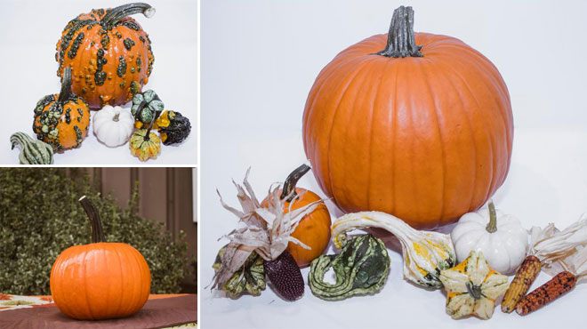 Decorative Pumpkins Starting at ONLY $19.98 at Home Depot + FREE Shipping (Reg $30)