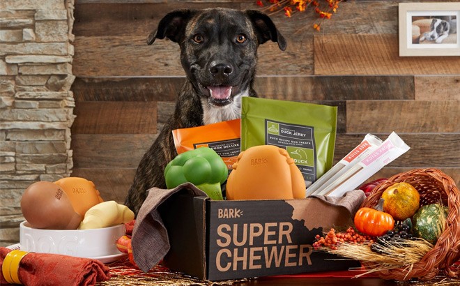 bark super chewer box