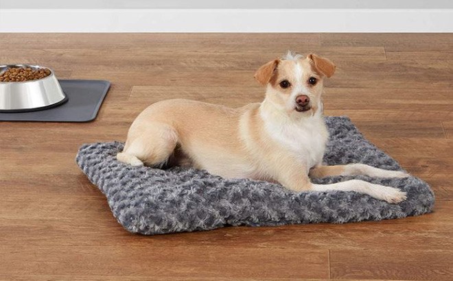 dog beds under $10