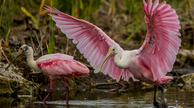 Two Flamingos Taken by Professional Photographers