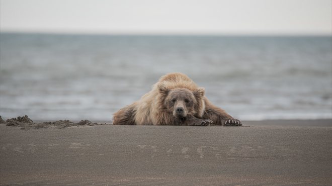 A Bear on a Sandy Beach 
