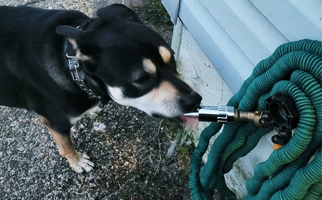 Faucet Waterer for Dogs $5.79