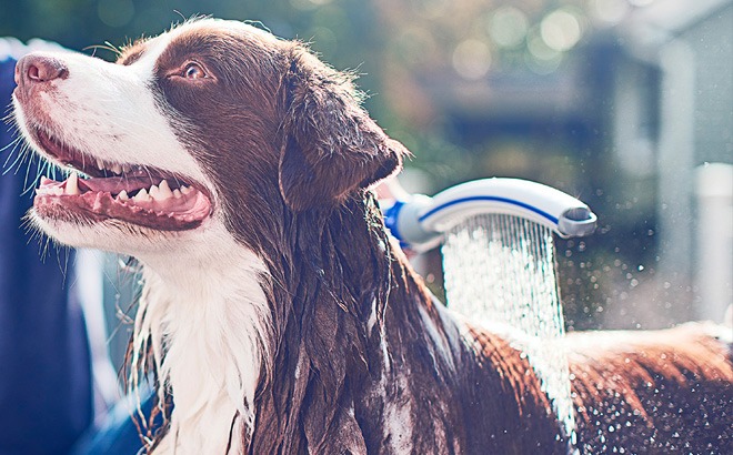 Waterpik Dog Shower Attachment $12 (Reg $50)