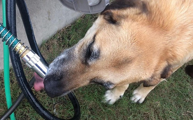 Faucet Waterer for Dogs $5.60