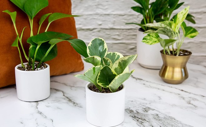 Houseplants 6-Pack $21