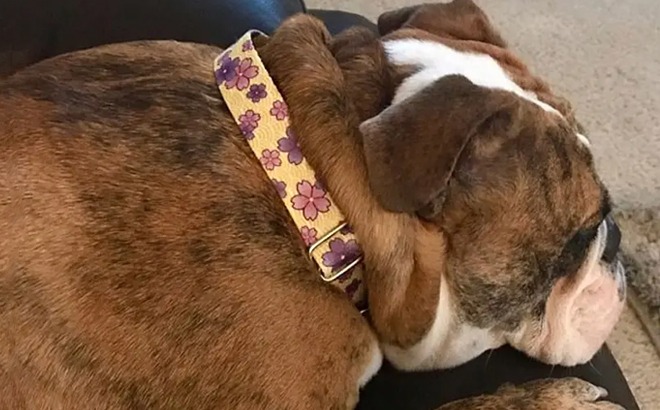 Personalized Buckle Dog Collar $26 Shipped