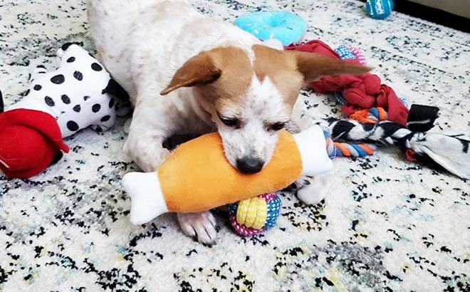 Small Dog Toys 7-Pack $12