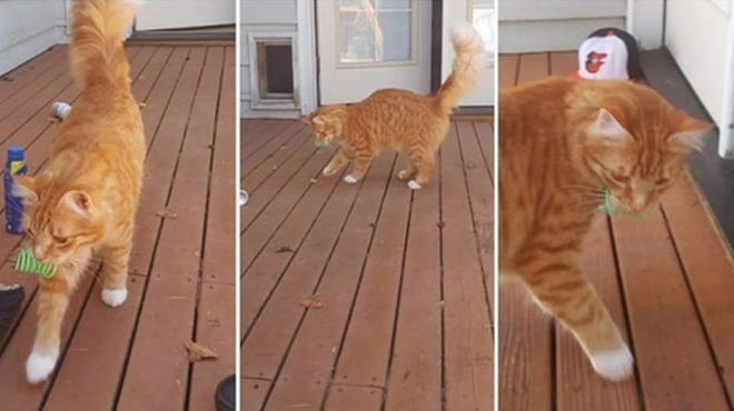 Andiker 12 Pc Cat Creative Toy Andiker 12 Pc Cat Creative Toy