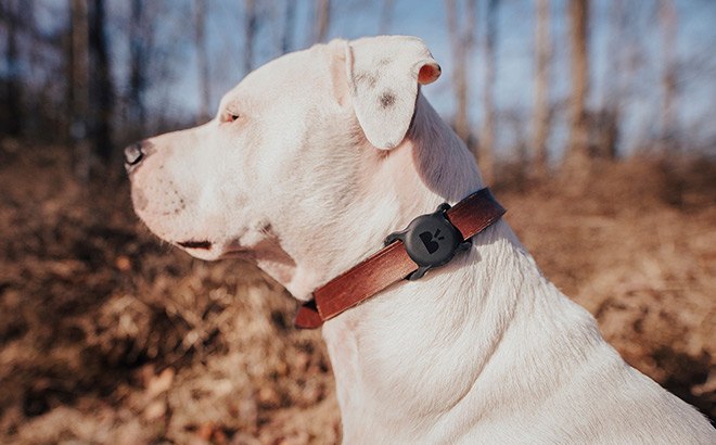FREE Apple Air Tag for Your Pup ($29 Value!)