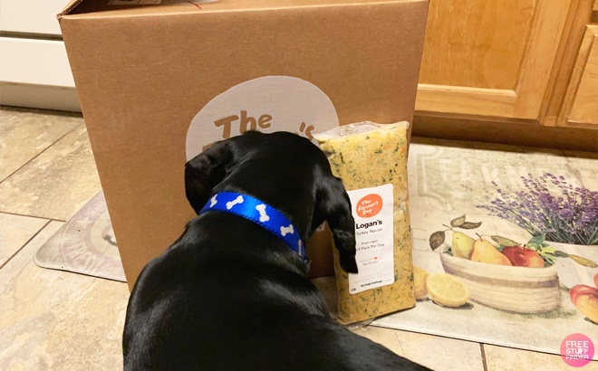 Dog in Front of The Farmer's Dog Fresh Pet Food Box on the Floor