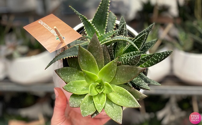 Succulent Garden 2-Pack $19.99