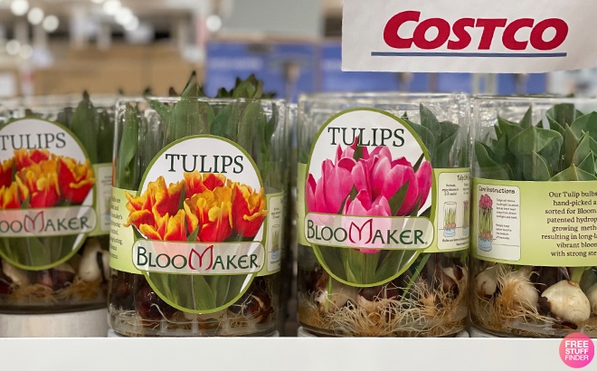 Tulip Bulbs in Vase $13.99