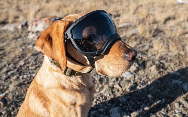 FREE Goggles for Your Pup ($79 Value)