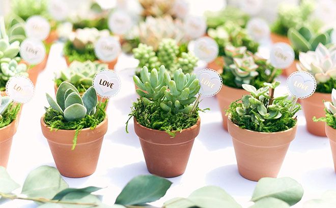 Live Succulents 20-Pack for $27 Shipped