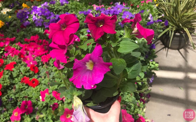 FREE Annual Plant at Lowe's (Register Now)