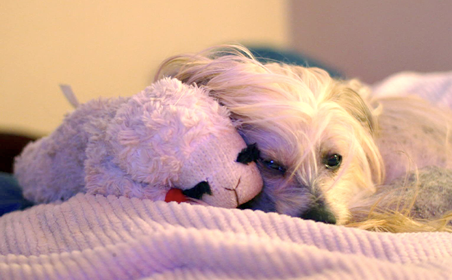 Lambchop Plush Dog Toy $5