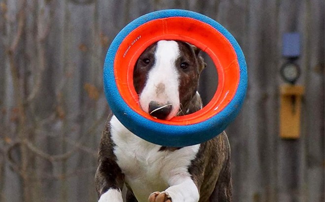 Chuckit! Dog Wheel Toy $5!