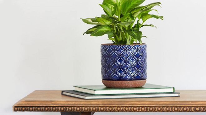 Indoor Plant Pot $4.98