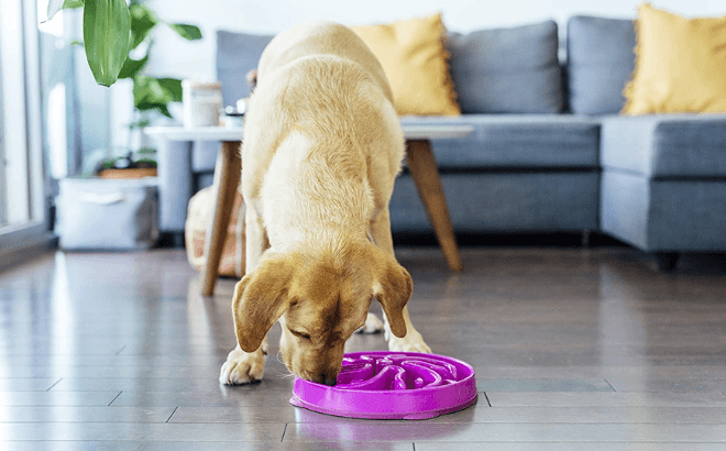 Dog Feeding from a Large-Sized Outward Hound Fun Feeder Bowl in Purple