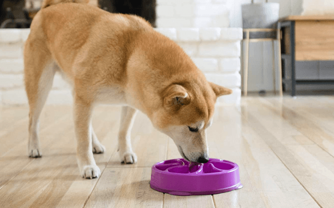 Dog Feeding from an Outward Hound Fun Feeder Bowl in Purple