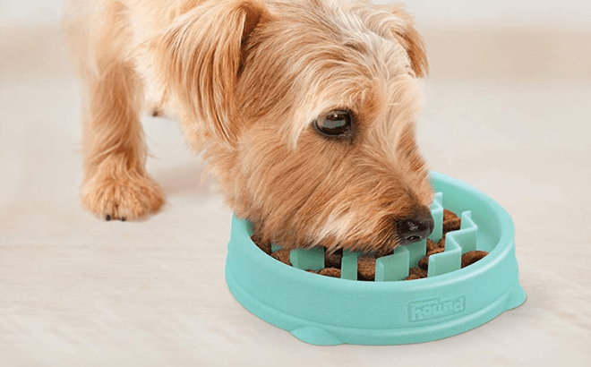 Dog Feeding from an Outward Hound Fun Feeder Bowl in Mint
