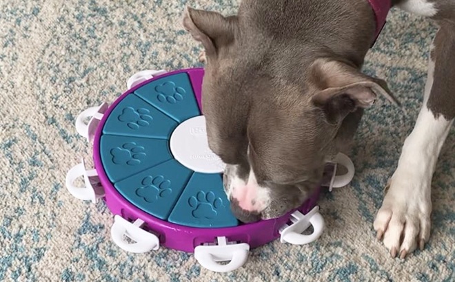 Interactive Puzzle Dog Toy $17