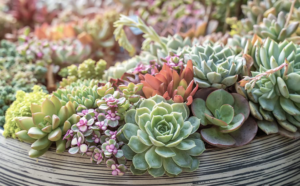 Live Succulents 20-Pack Only $15