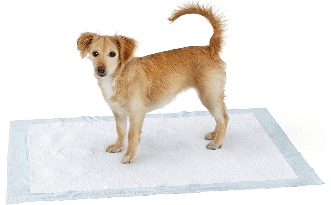 Dog & Puppy Pee Pads 60-Pack Just $14
