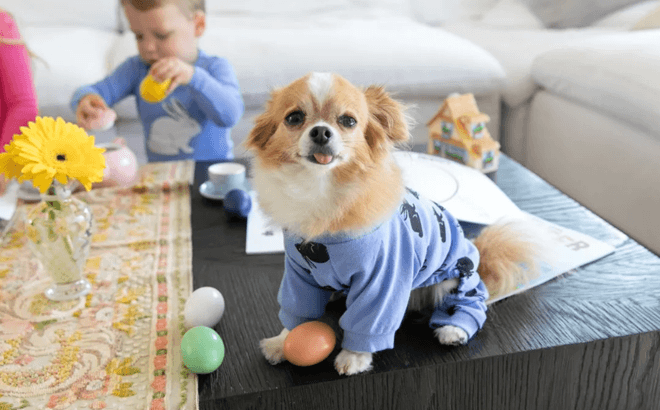 Dog Pajamas $16.99 Shipped