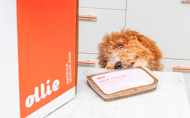 60% Off First Ollie Dog Food Box + FREE Gift Shipped!