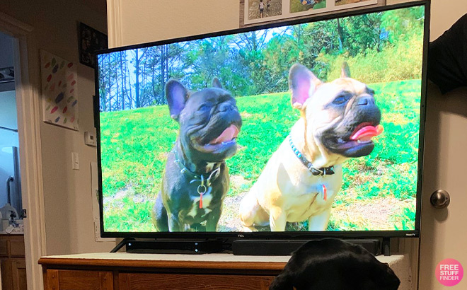 Two Pit Bulls on a TV Screen