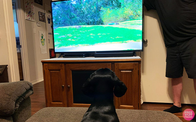 Black Dog in front of a TV Watching DogTV