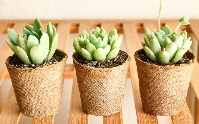 Three Live Succulents Just $6.50 Shipped!
