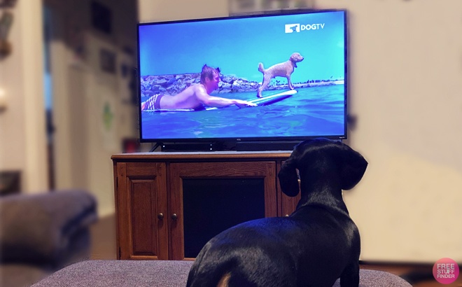 Black Dog Watching DogTV 