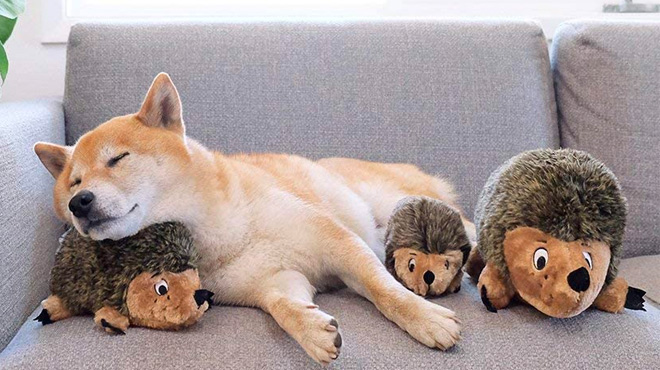 A Dog with Outward Hound Kyjen Hedgehogz Squeak Toy
