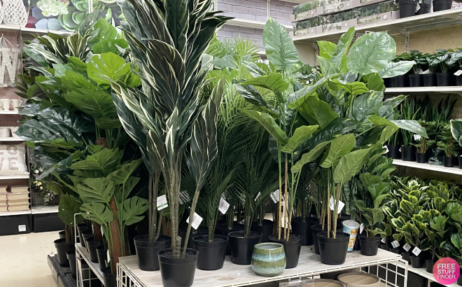 Ashland Potted Cordyline Tree Ashland Potted Cordyline Tree