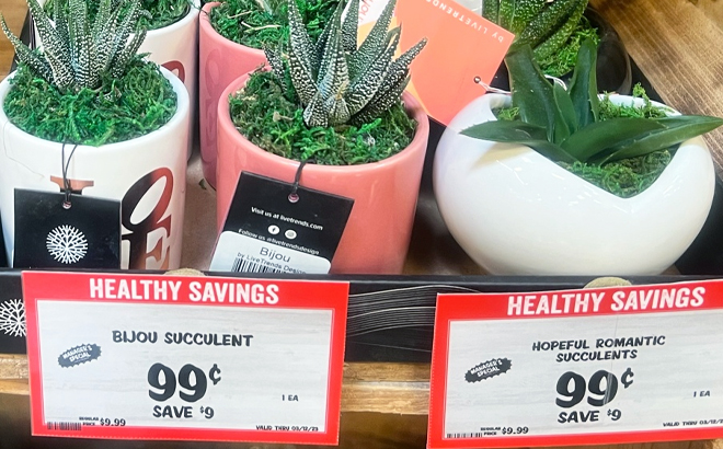 Bijou Hopeful Romantic Succulents with Price Tags