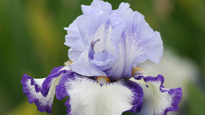 Blooming Iris from Schreiners Gardens Catalog