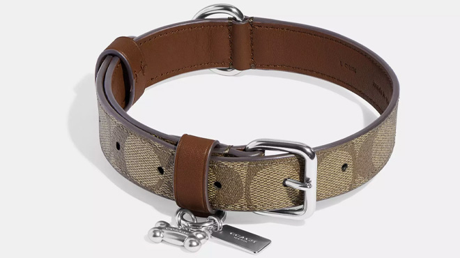 Coach Outlet Boxed Large Pet Collar In Signature Canvas
