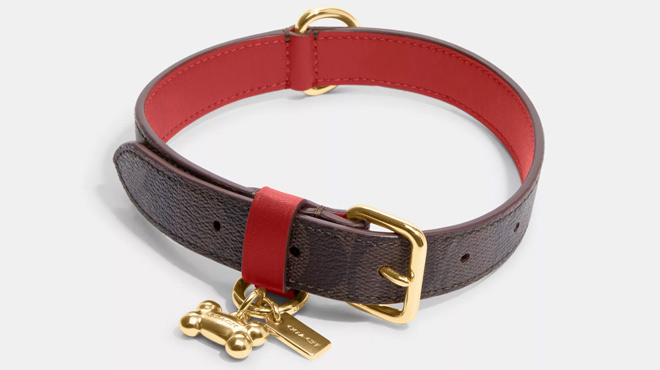 Coach Outlet Boxed Medium Pet Collar In Signature Canvas
