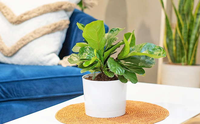 Costa Farms Little Fiddle Leaf Fig Tree