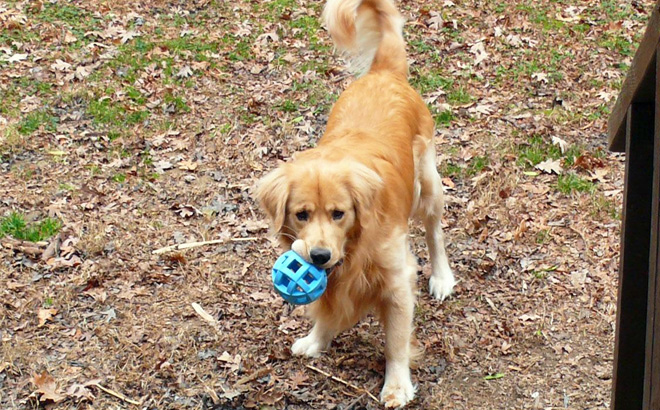 Dog Fetch Treat Dispenser Blue Puzzle Ball