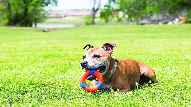 Dog Holding a Chuckit UltraRing Fetch and Chase Toy