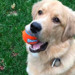 Dog with Chuckit Large Tennis Ball