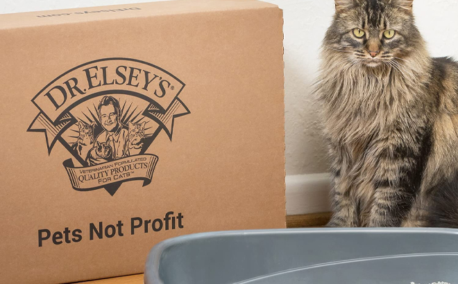 Dr Elseys Premium Clumping Cat Litter next to a Cat